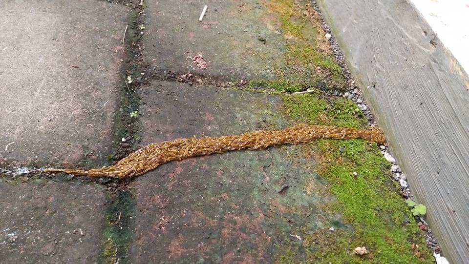 Jika menemukan lulut emas dan selaka di rumah wajib dipapag