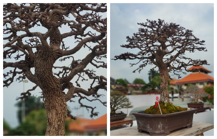 Bonsai asam Jawa milik warga Buleleng ini seharga Rp500 juta atau setengah milar.