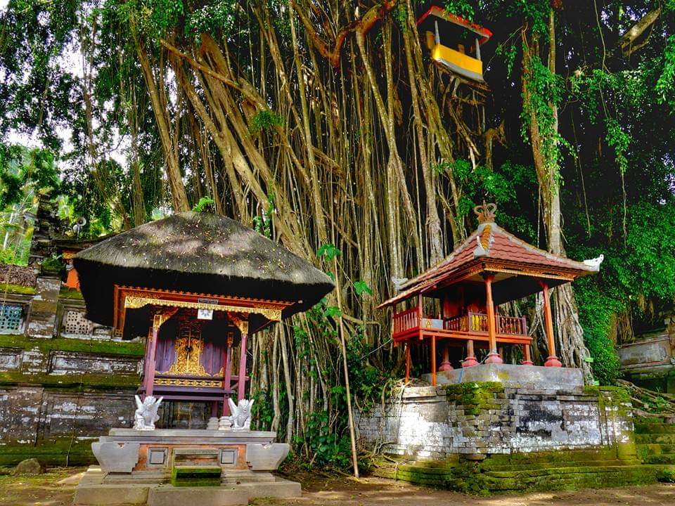 Pohon Beringin Keramat di Pura Kehen Bangli yang jika dahannya ada patah sebagai pertanda adanya musibah