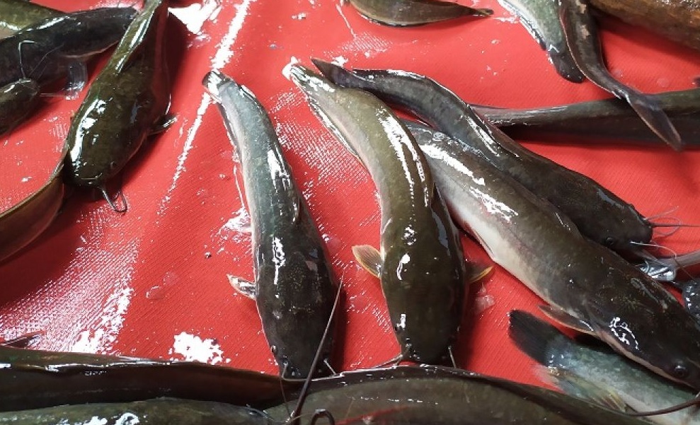 Manfaat ikan lele untuk kesehatan, bisa meningkatkan kesehatan otak hingga cegah stroke