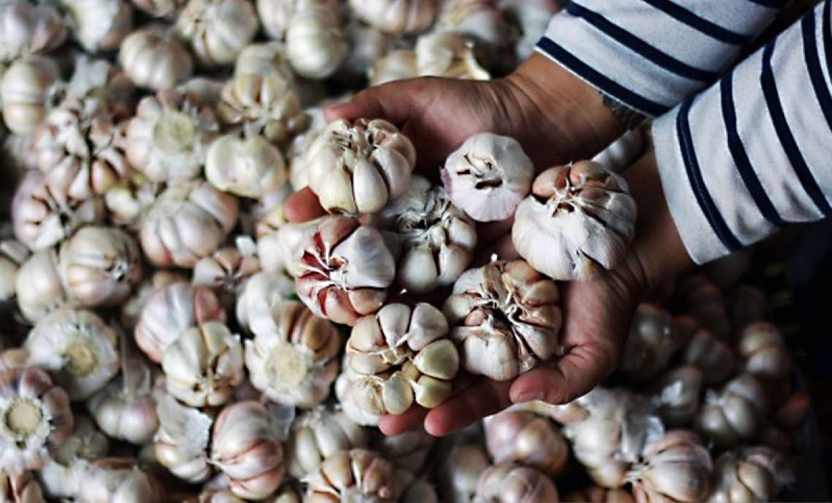 Bawang putih ternyata banyak khasiatnya  jika dikonsumsi dalam kondisi mentah