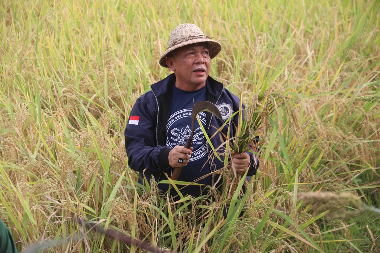I Gede Ardika bersiap memanen padi hasil tanam metode System of Rice Intensification di Sawah Desa Sudaji