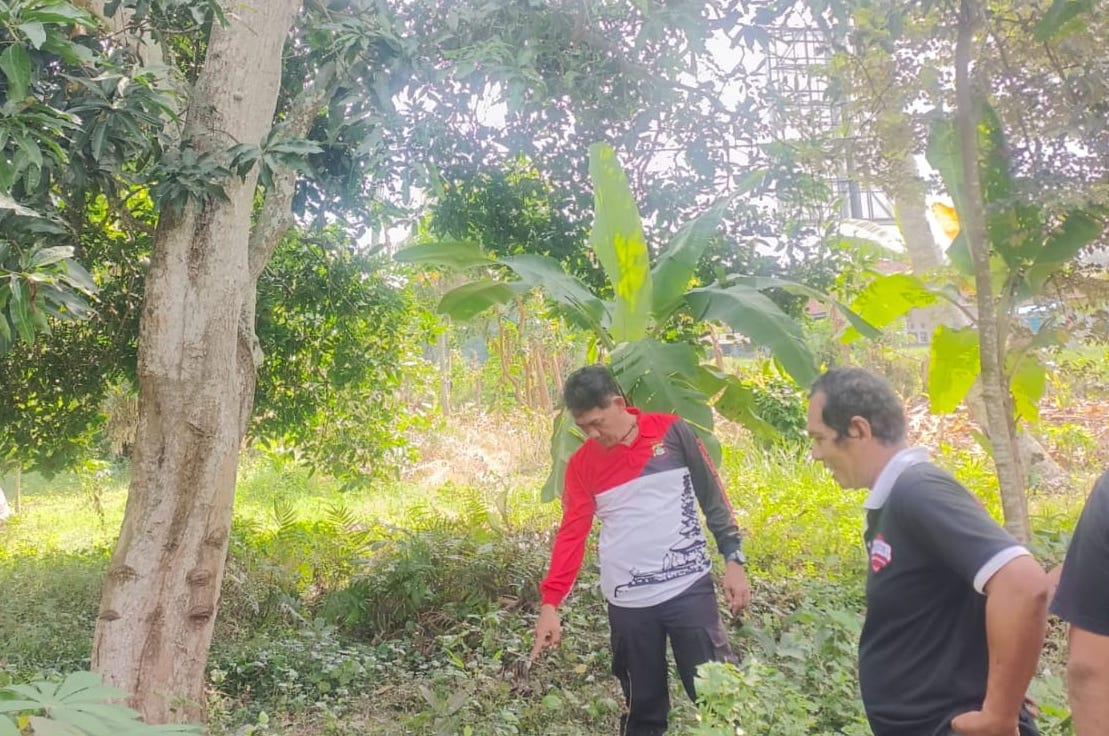 TKP : Pohon mangga dan lokasi tempat jatuhnya NR saat hendak menyelamatkan keponakannya, Selasa (11/6/2024).