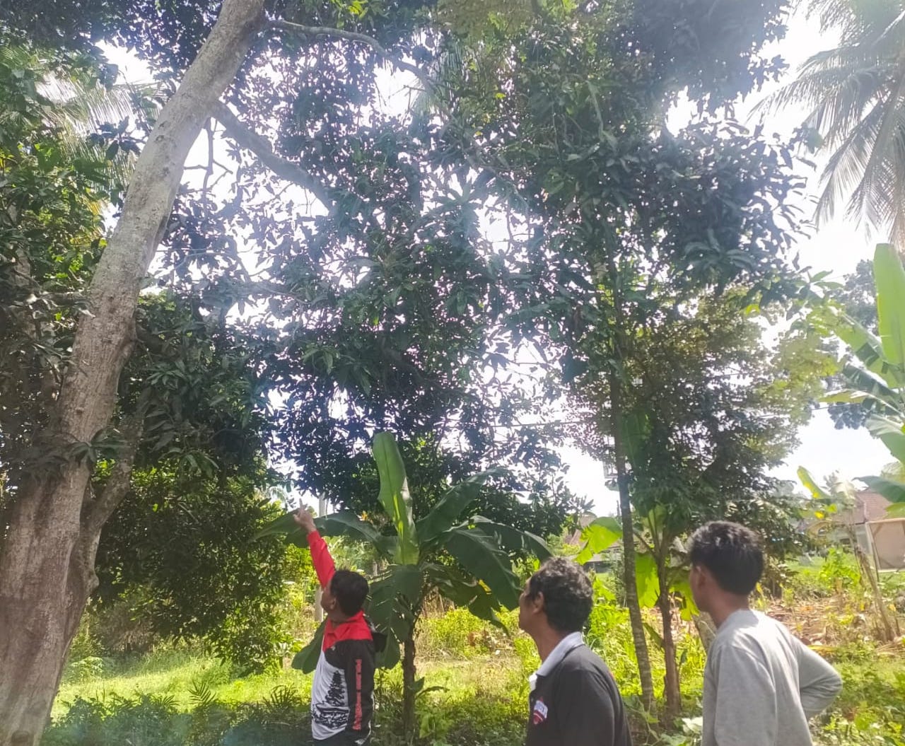 TKP : Pohon mangga dan lokasi tempat jatuhnya NR saat hendak menyelamatkan keponakannya, Selasa (11/6/2024).