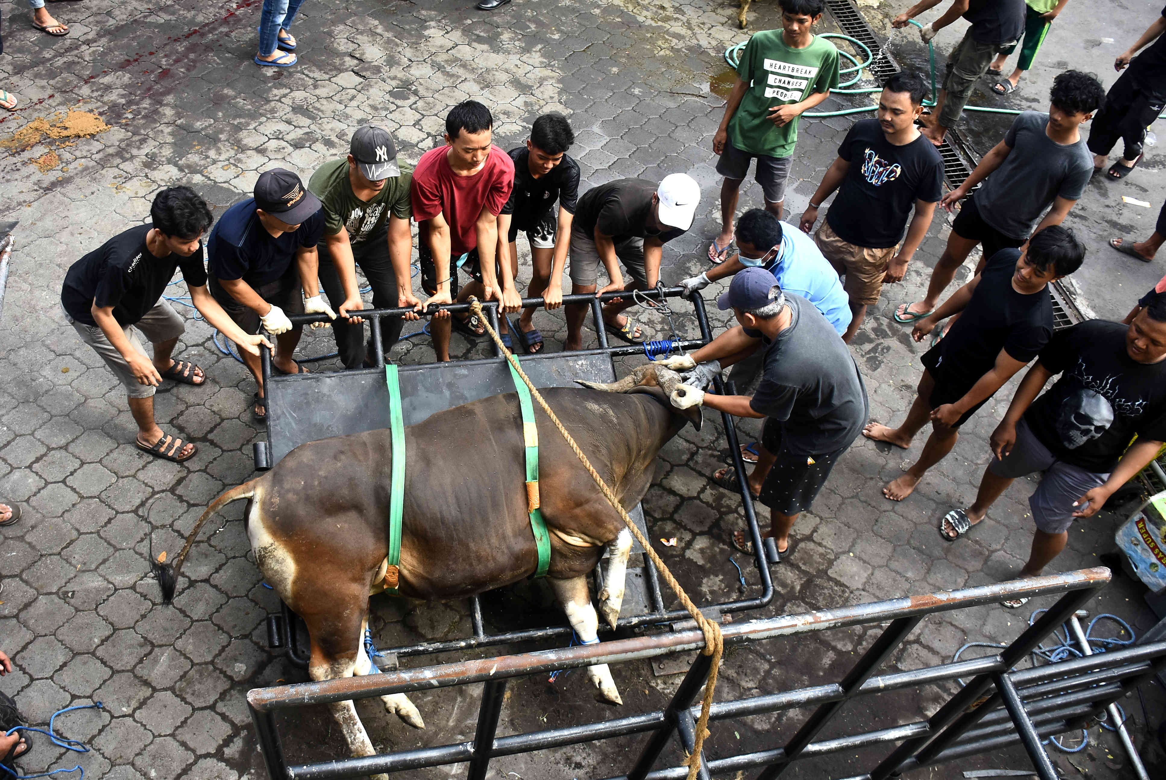 Pemotongan hewan kurban LDII Bali yang akan dibagikan kepada  12 ribu penerima.