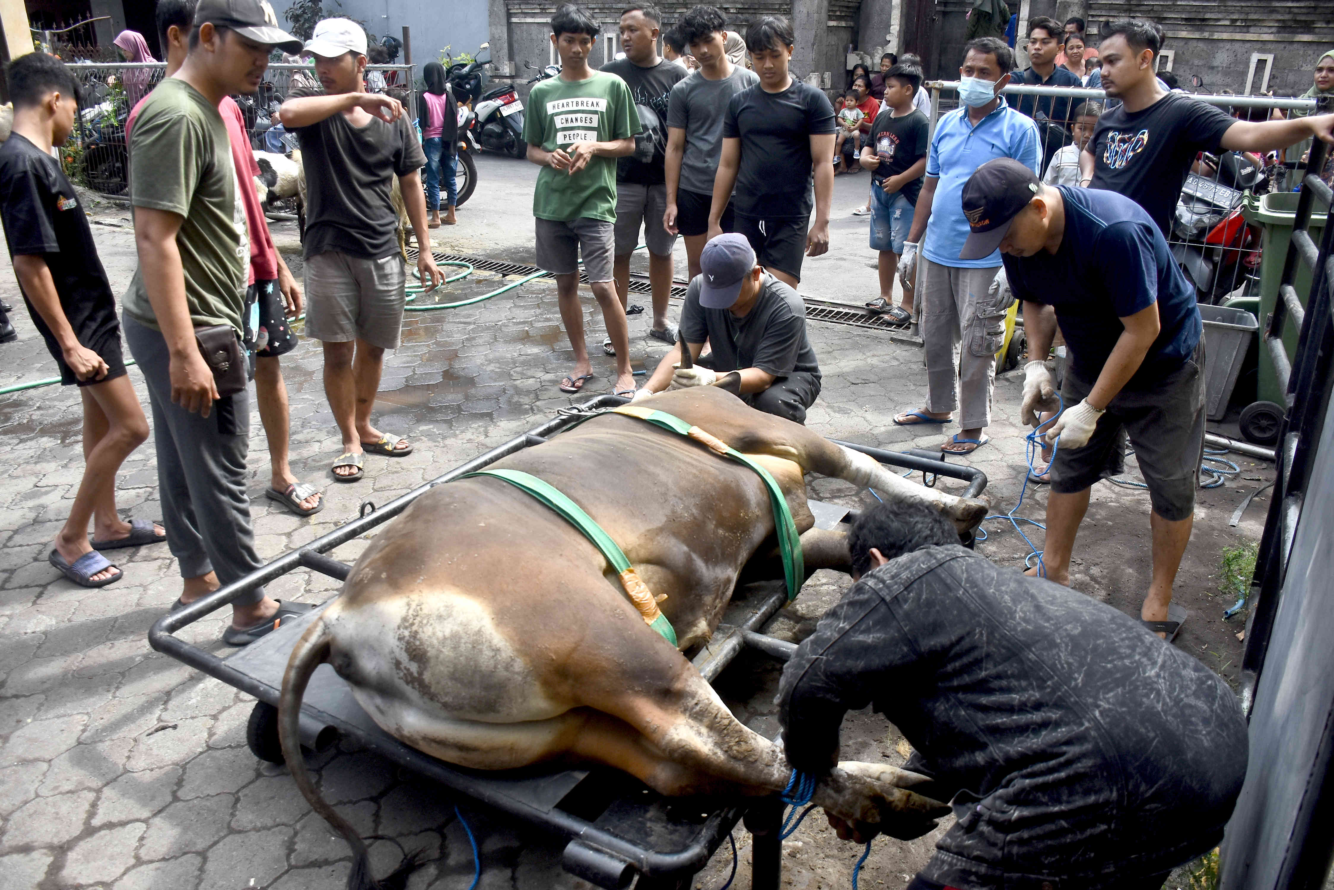 Pemotongan hewan kurban LDII Bali yang akan dibagikan kepada  12 ribu penerima.
