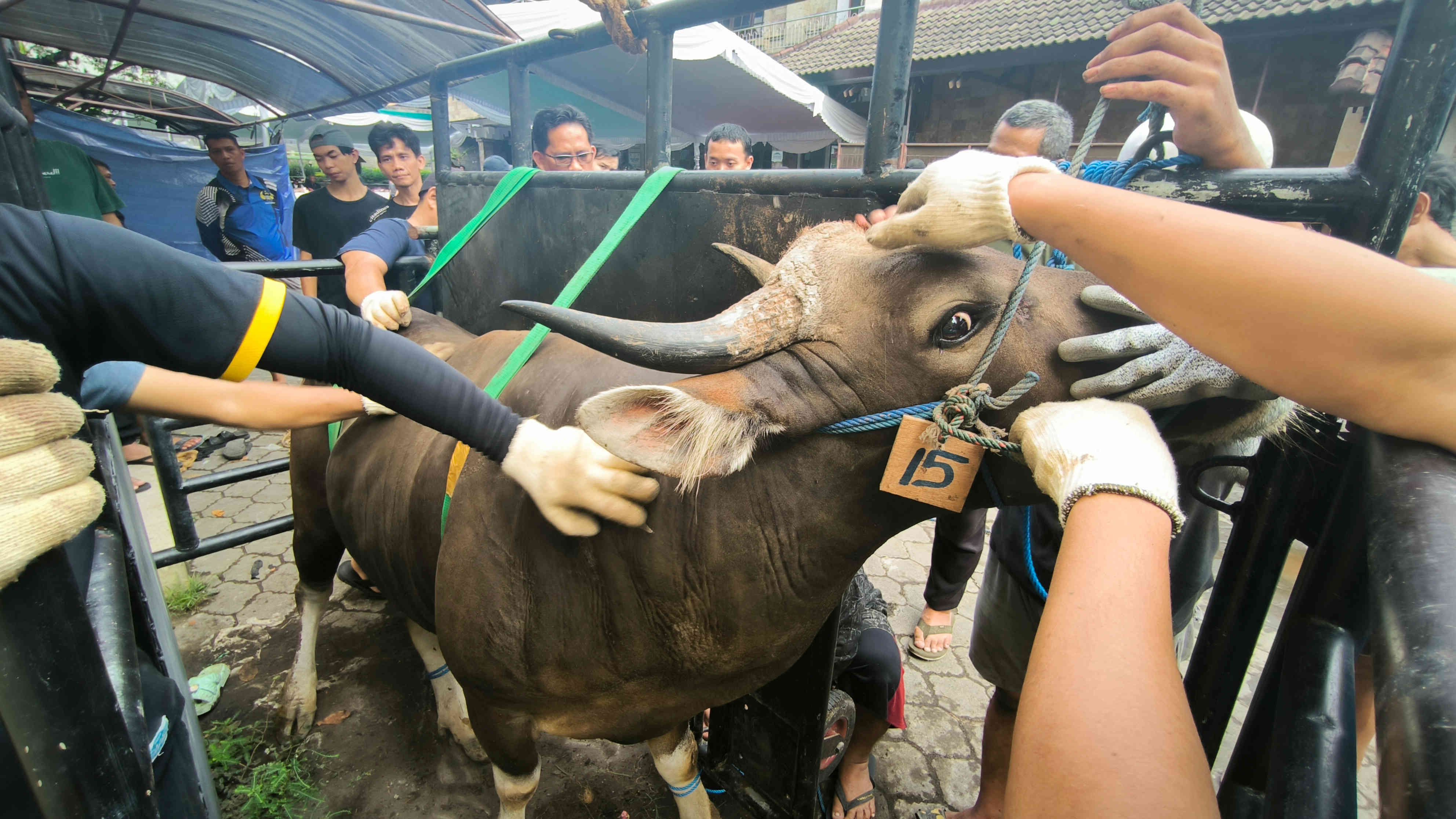 Pemotongan hewan kurban LDII Bali yang akan dibagikan kepada  12 ribu penerima.