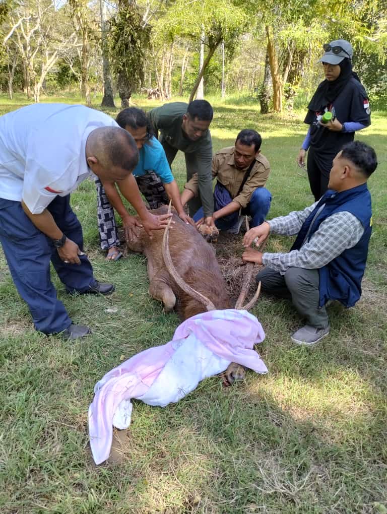 Hewan liar jenis rusa yang tewas setelah diselamatkan warga dari dalam kolam tambak udang di Desa Pejarakan, Kecamatan Gerokgak.