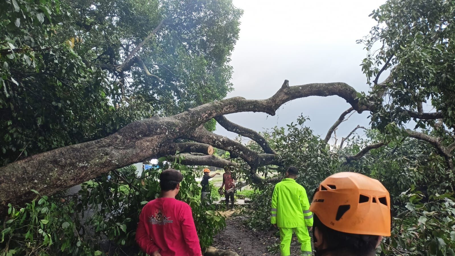 Hujan deras di Tabanan mengakibatkan pohon tumbang dan tanah longsor.