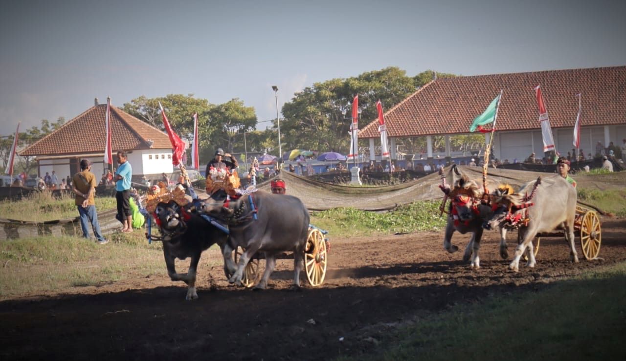Lomba Makepung Bupati Cup 2024 yang digelar di  Sirkuit All In One Desa Pengambengan, Minggu (11/8/2024).