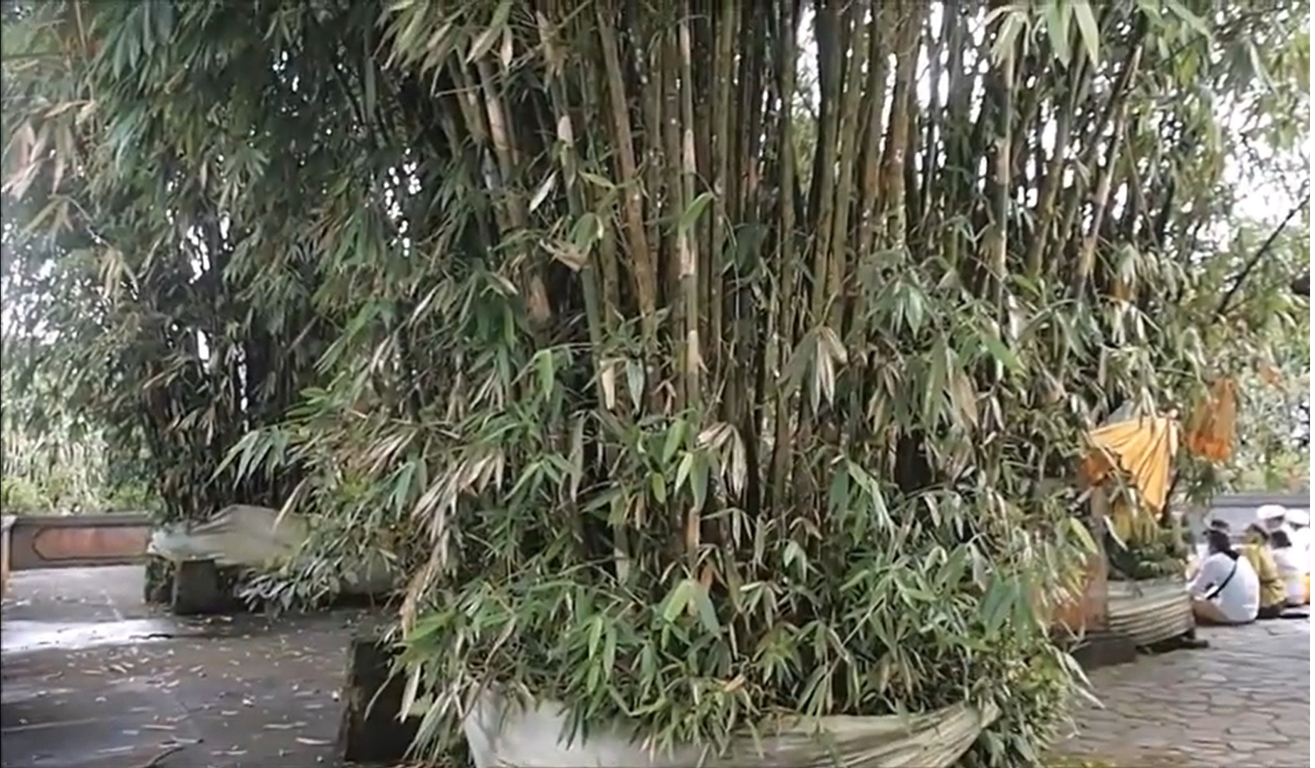KERAMAT : Bambu keramat di Pura Lempuyang yang dijadikan sebagai tempat tirta pingit.