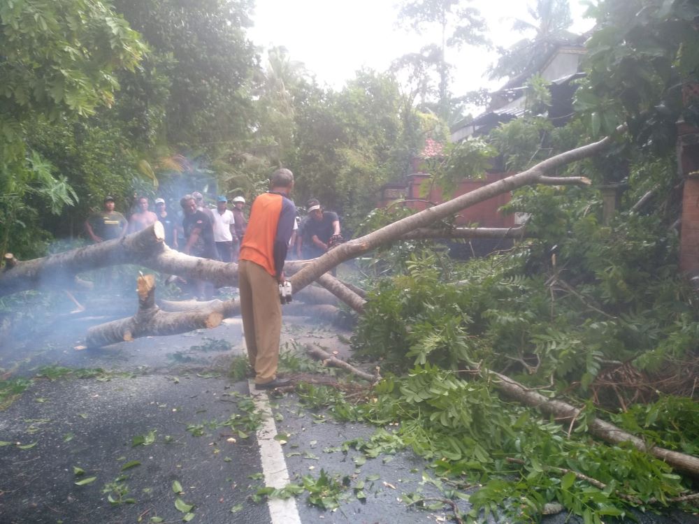 Cuaca buruk di Tabanan mengakibatkan pohon tumbang dan tanah longsor.