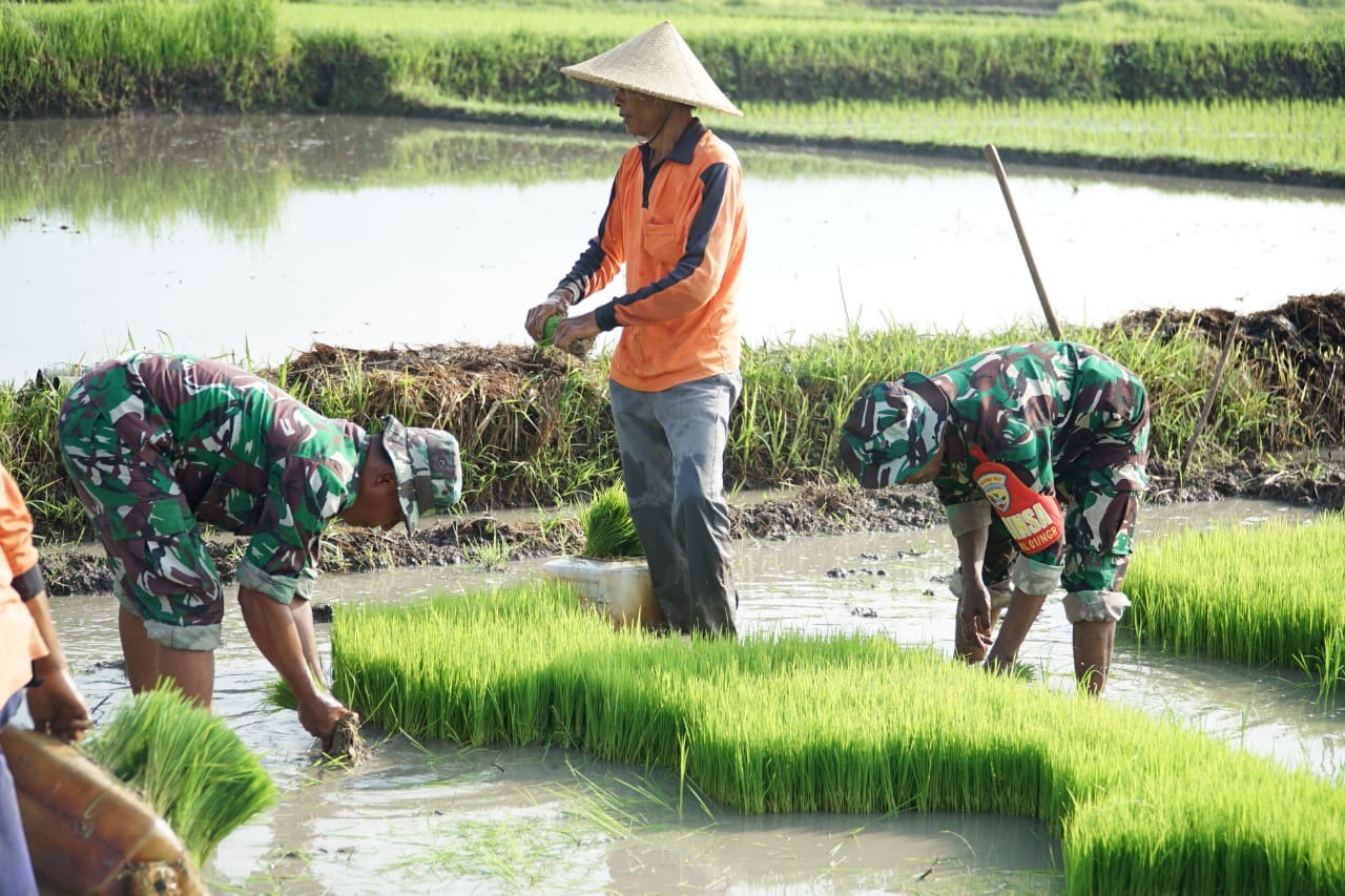 TANAM PADI : Anggota Kodim 1617 Jembrana melakukan penanaman padi di subak Peh, Rabu (20/11/2024).