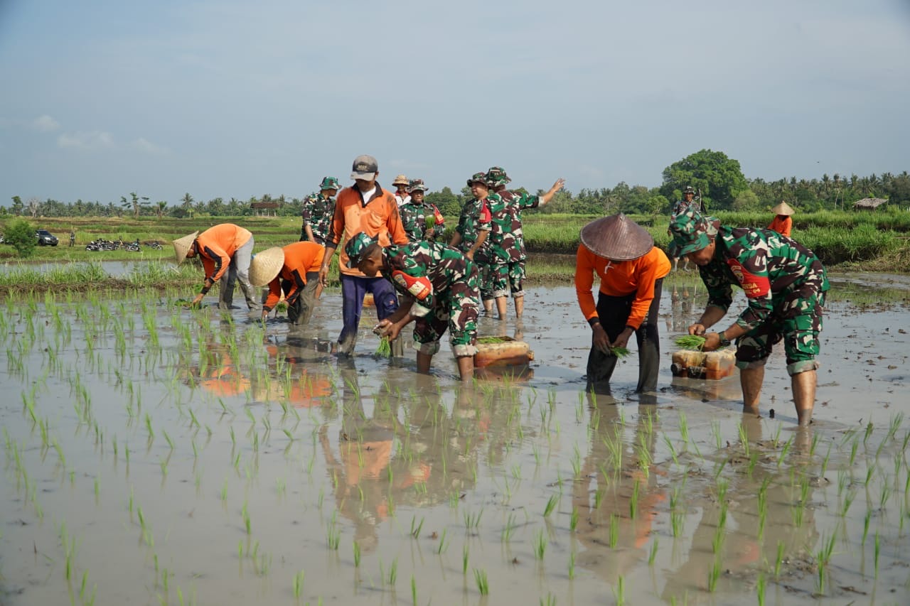 TANAM PADI : Anggota Kodim 1617 Jembrana melakukan penanaman padi di subak Peh, Rabu (20/11/2024).