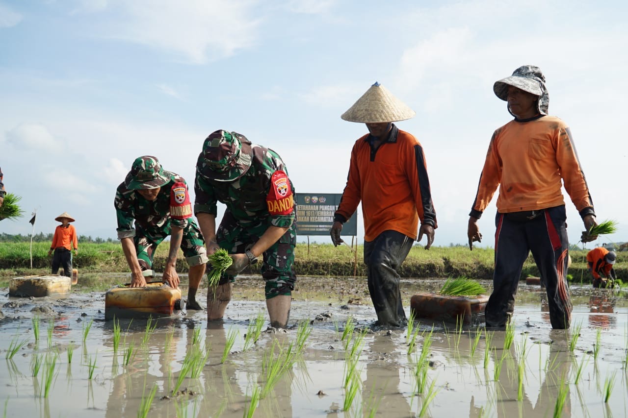 TANAM PADI : Anggota Kodim 1617 Jembrana melakukan penanaman padi di subak Peh, Rabu (20/11/2024).