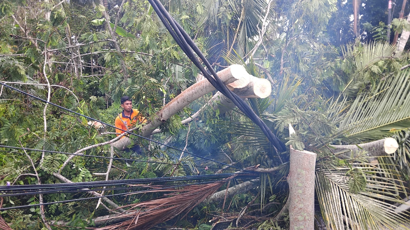 SIGAP : Penanganan pohon tumbang  di Kabupaten Tabanan pada Selasa (10/12/2024).