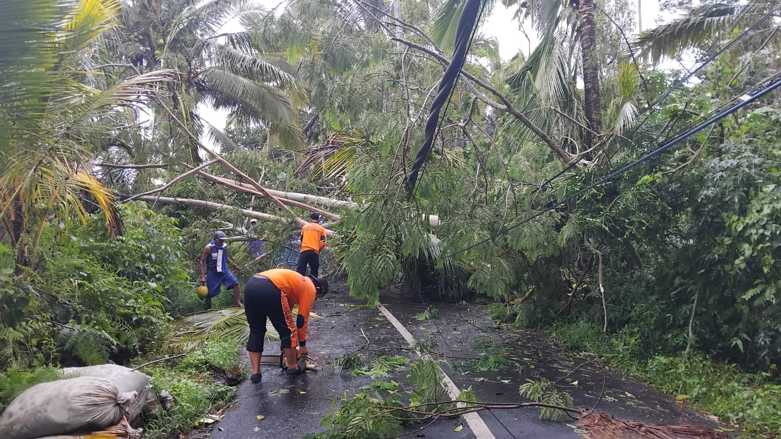 SIGAP : Penanganan pohon tumbang  di Kabupaten Tabanan pada Selasa (10/12/2024).