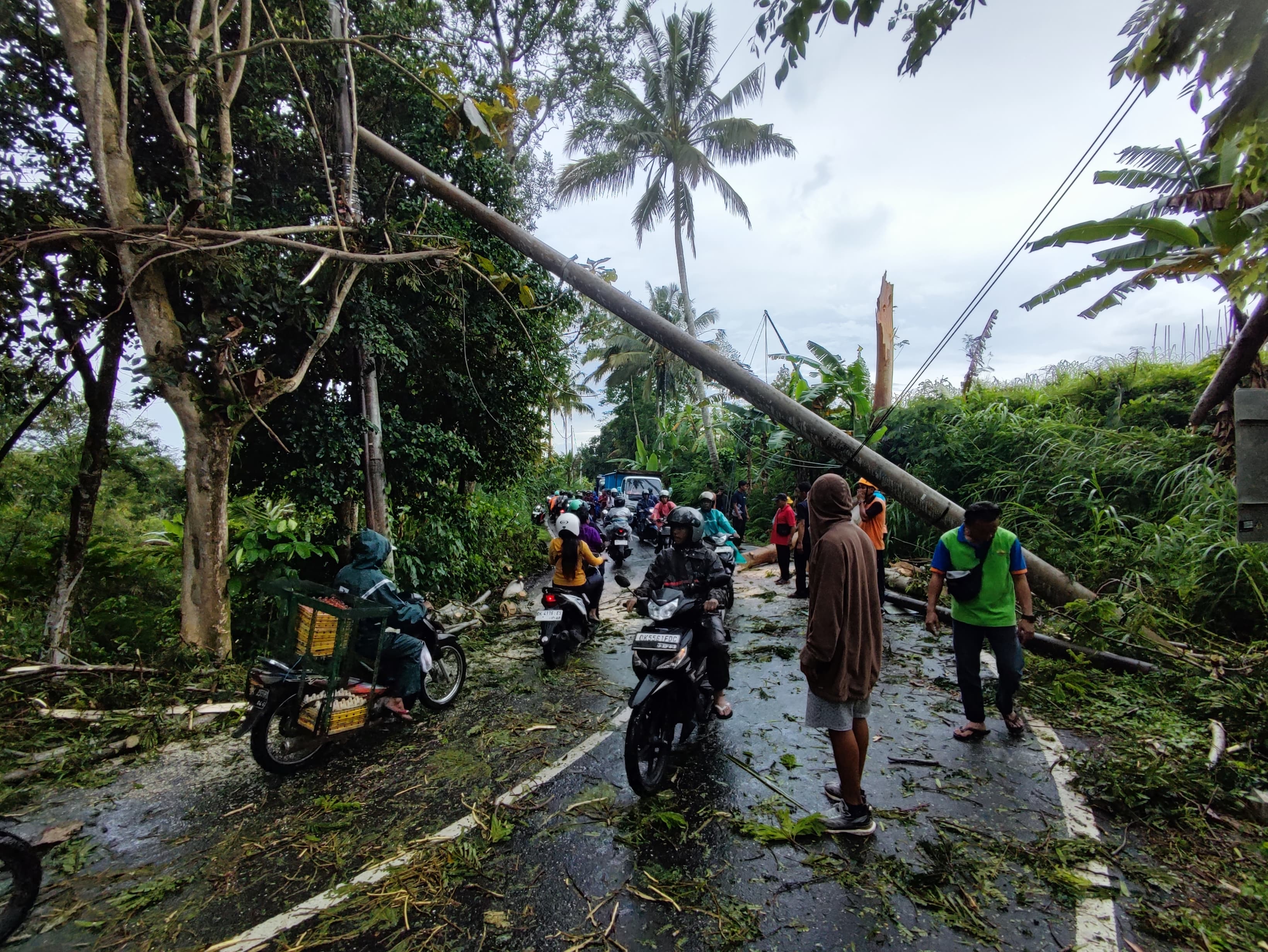 SIGAP : Penanganan pohon tumbang  di Kabupaten Tabanan pada Selasa (10/12/2024).