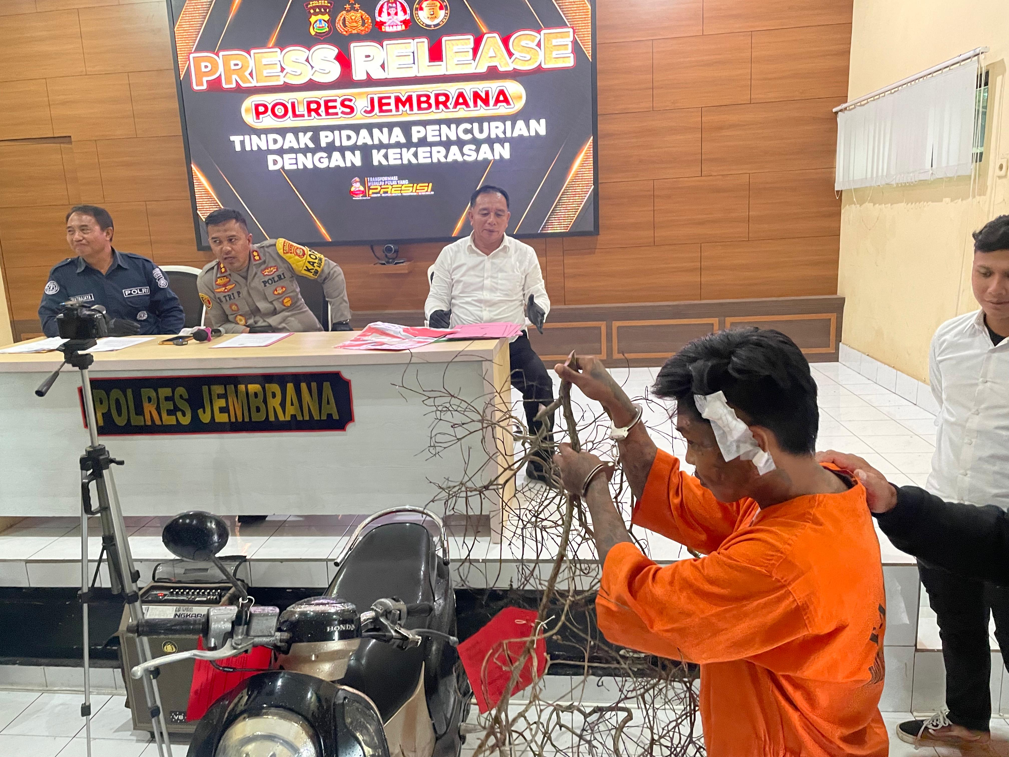RANTING : Tersangka Pencurian dengan kekerasan menunjukkan ranting  saat pers release yang berlangsung di Aula Polres Jembrana, Kabupaten Jembrana, Senin (16/12/2024).