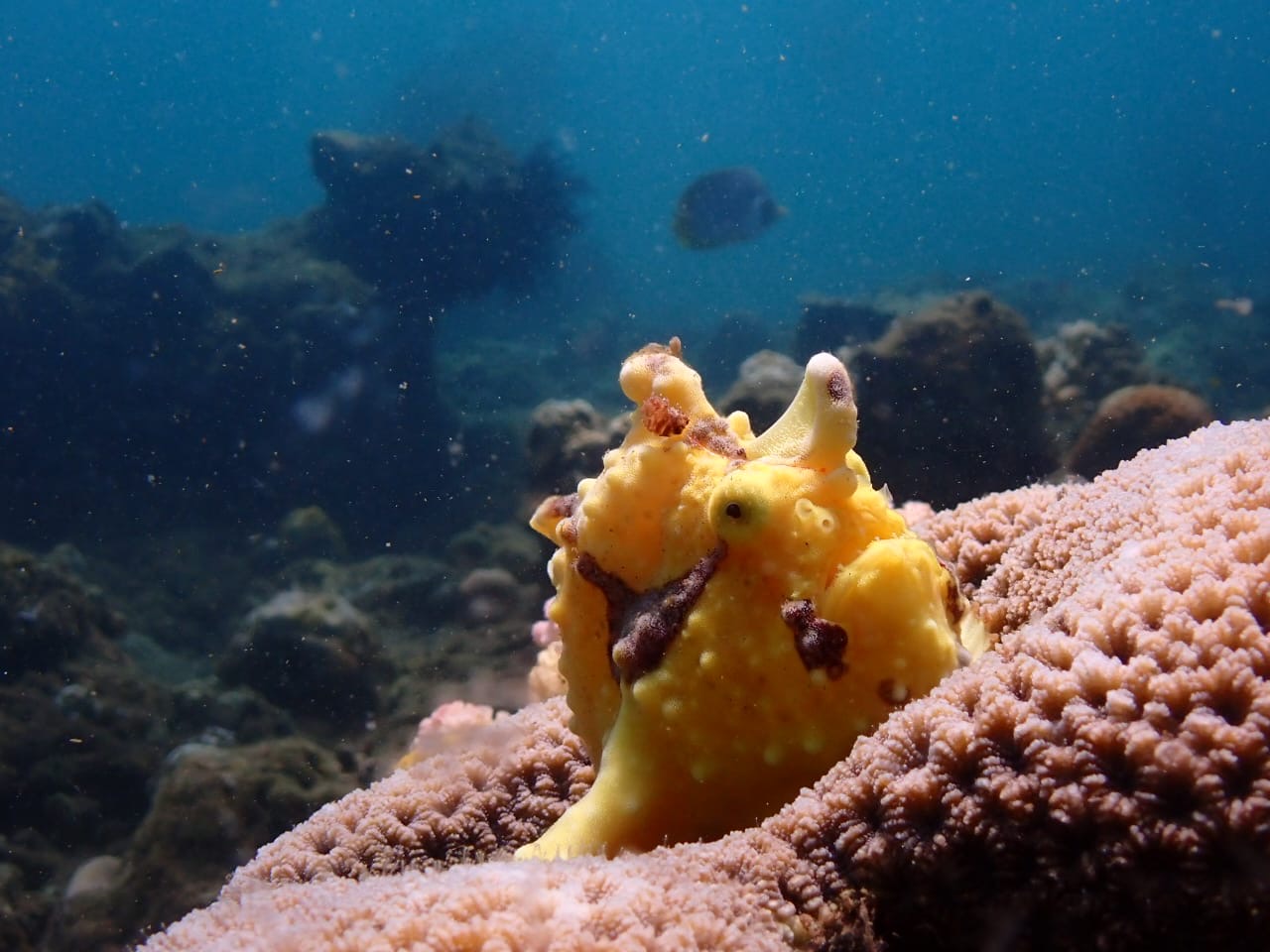 Ikan langka Frogfish yang sempat muncul di laut Penimbangan, Buleleng.
