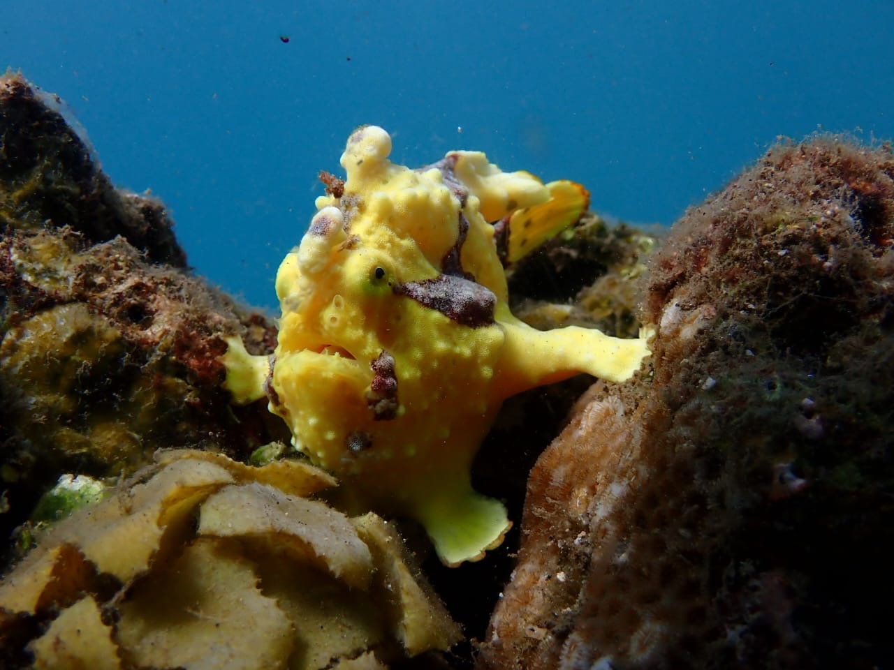 Ikan langka Frogfish yang sempat muncul di laut Penimbangan, Buleleng.