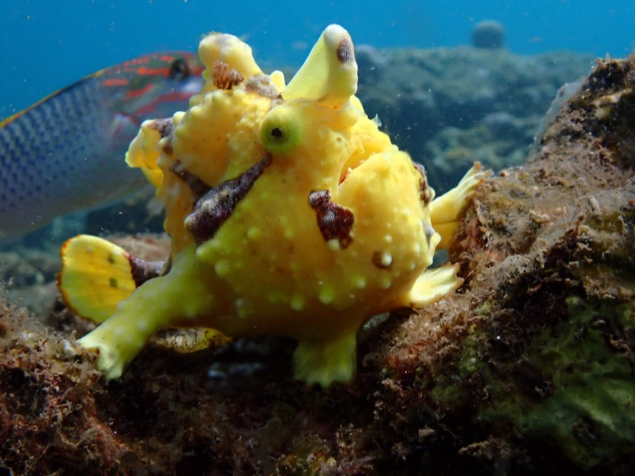 Ikan langka Frogfish yang sempat muncul di laut Penimbangan, Buleleng.