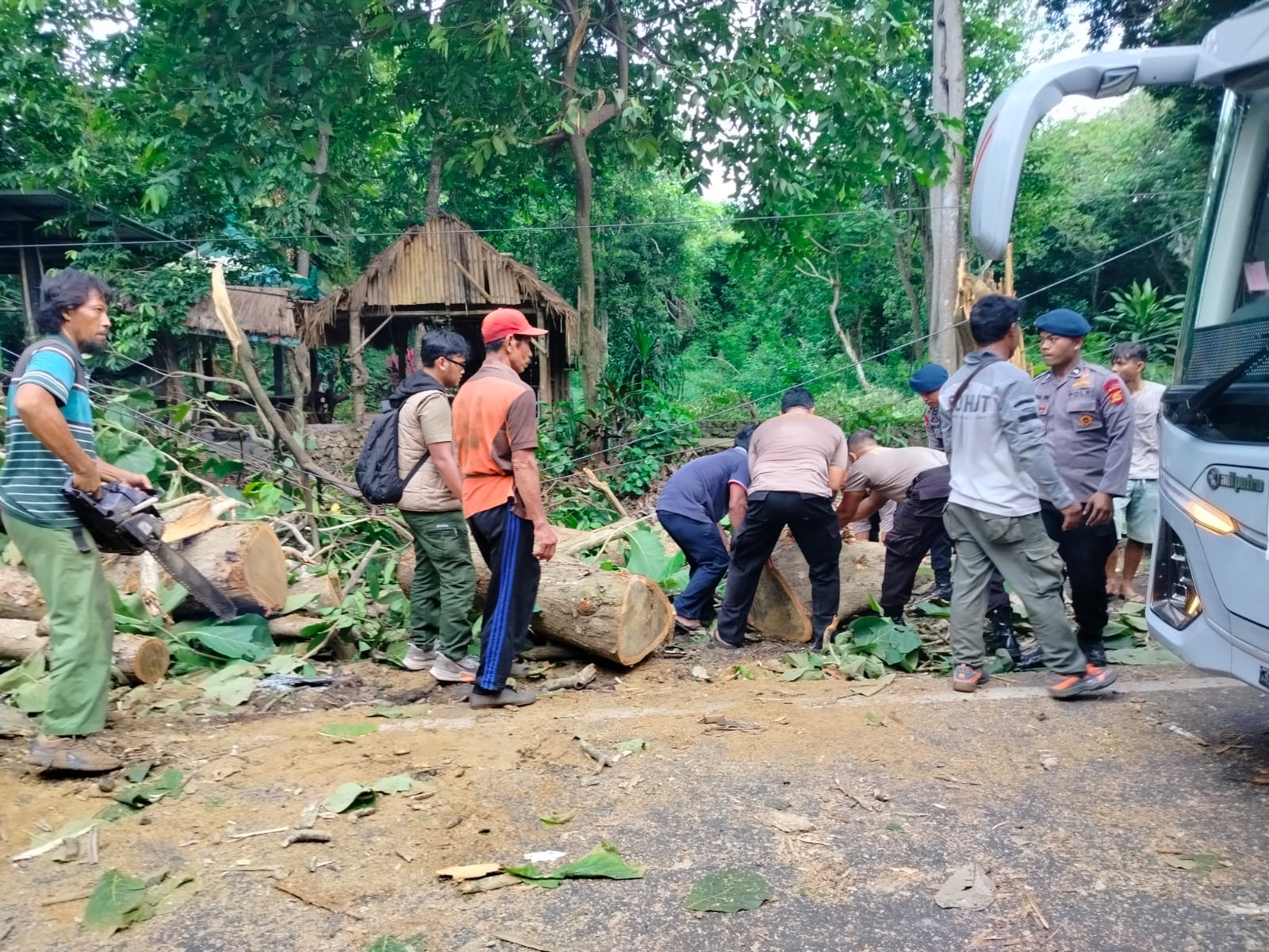 POHON TUMBANG : Pohon tumbang yang menimpa truk DK 8020 AJ di Jalur Utama Denpasar-Gilimanuk tepatnya di KM 122-123, Kelurahan Gilimanuk, Kecamatan Melaya, Selasa (7/1/2025)