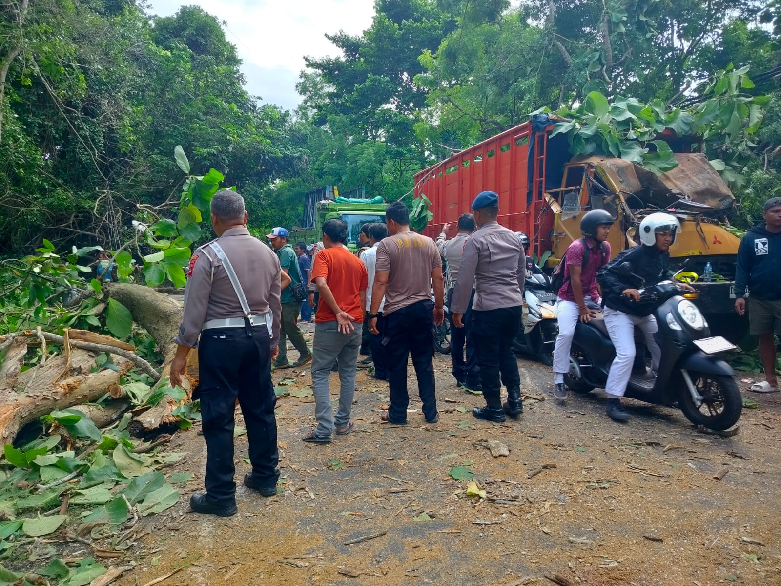 POHON TUMBANG : Pohon tumbang yang menimpa truk DK 8020 AJ di Jalur Utama Denpasar-Gilimanuk tepatnya di KM 122-123, Kelurahan Gilimanuk, Kecamatan Melaya, Selasa (7/1/2025)