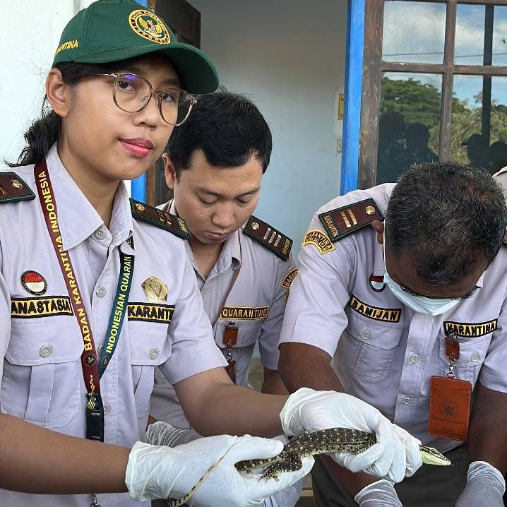 Petugas Barantin menunjukkan satwa reptil yang hendak diselundupkan di Merauke.