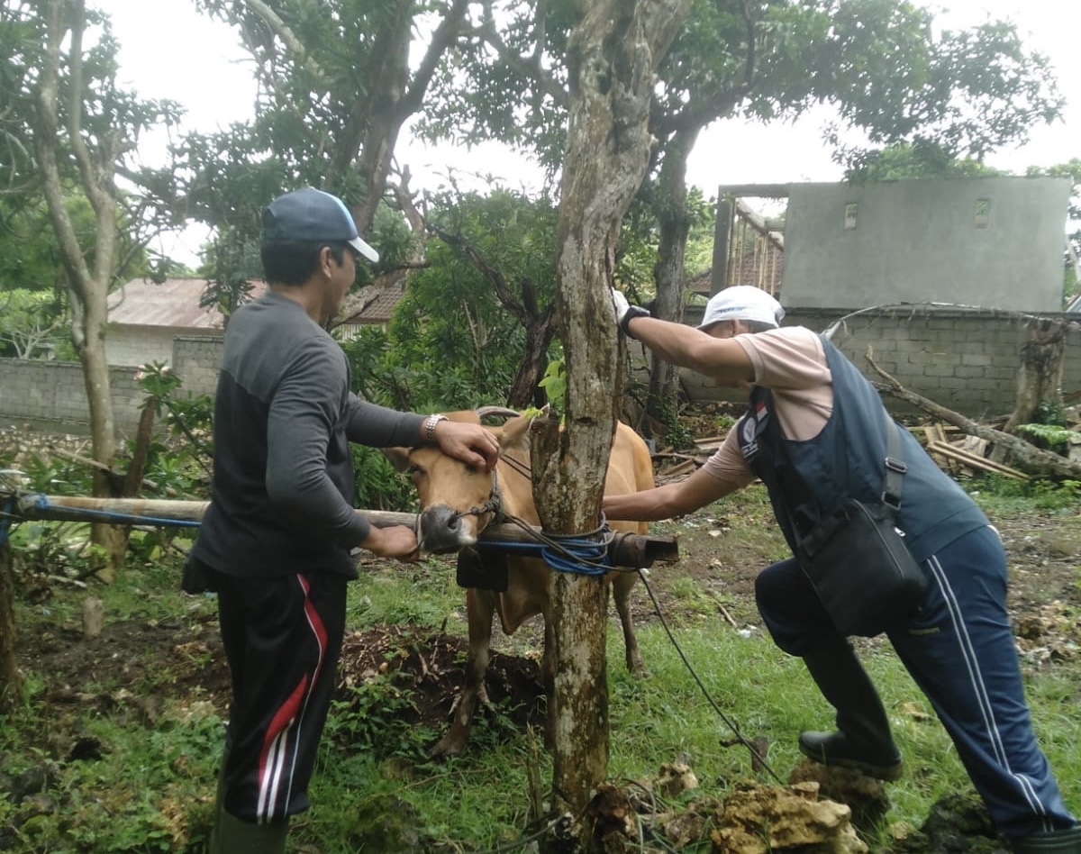 VAKSINASI: Penyuntikan vaksin kepqda ternak sapi milik warga di Desa Pecatu, Kuta Selatan.&nbsp;