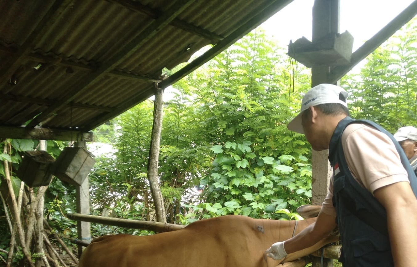 VAKSINASI: Penyuntikan vaksin kepqda ternak sapi milik warga di Desa Pecatu, Kuta Selatan.&nbsp;