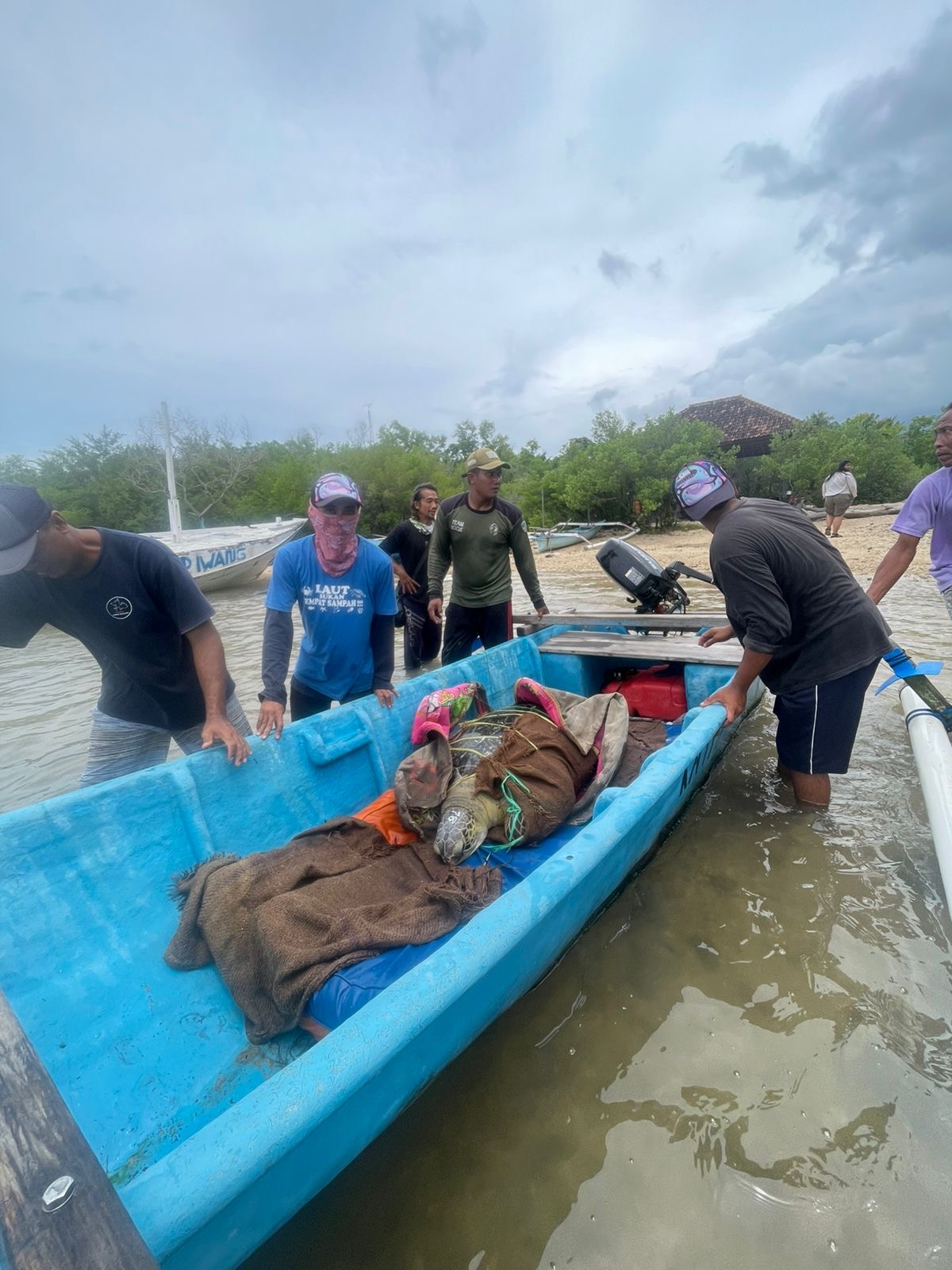Penyelamatan penyu yang diselundupkan lewat pantai Pemuteran.