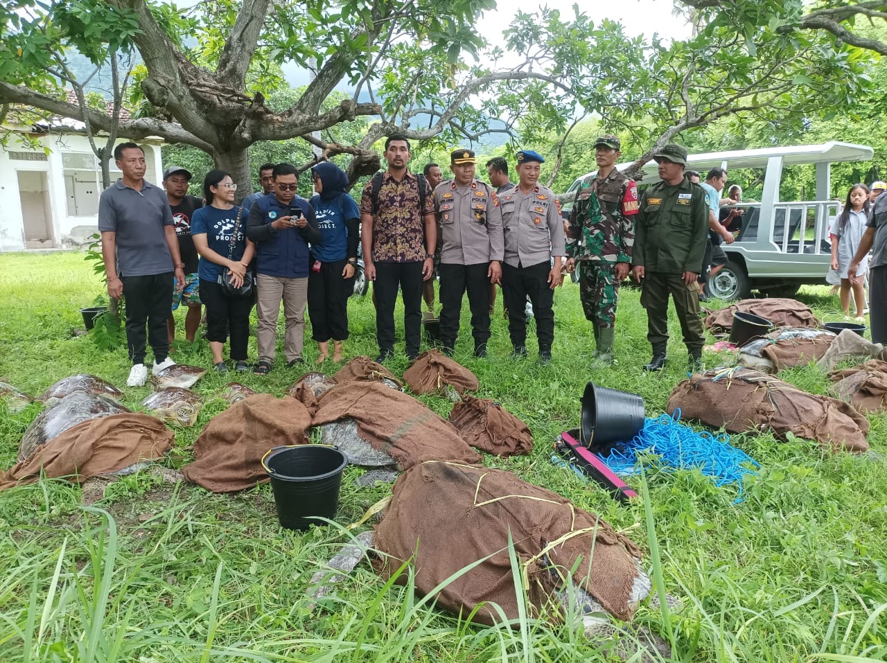 Penyelamatan penyu yang diselundupkan lewat pantai Pemuteran.