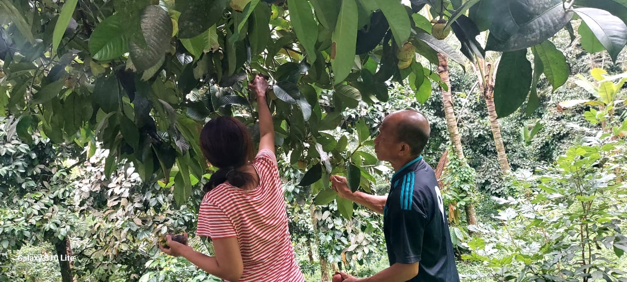 Curah hujan turunkan produksi manggis di Tabanan.