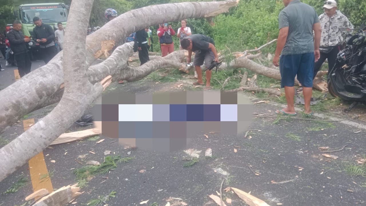 TERTIMPA POHON : Kondisi korban IPE (16) yang tertimpa pohon tumbang saat melintas di Jalur Utama Denpasar-Gilimanuk tepatnya di KM 123-124 Kelurahan Gilimanuk, Kecamatan Melaya, Kabupaten Jembrana.