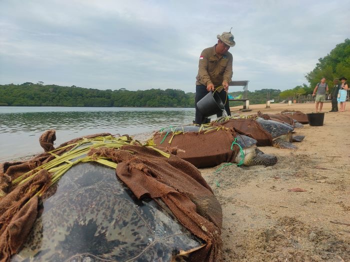Penyu hasil selundupan yang dilepasliarkan di Pantai Pasir Putih, Teluk Banyuwangi, Desa Pejarakan, Buleleng.