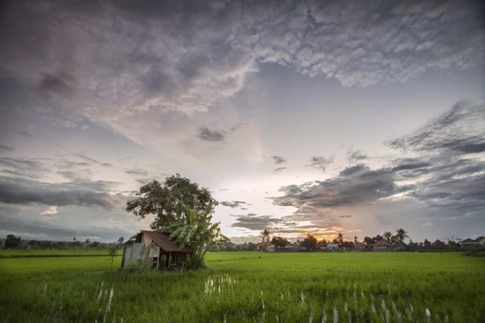 Suasan Nyepi Uma di pesawahan Desa Adat Bungkulan Buleleng.