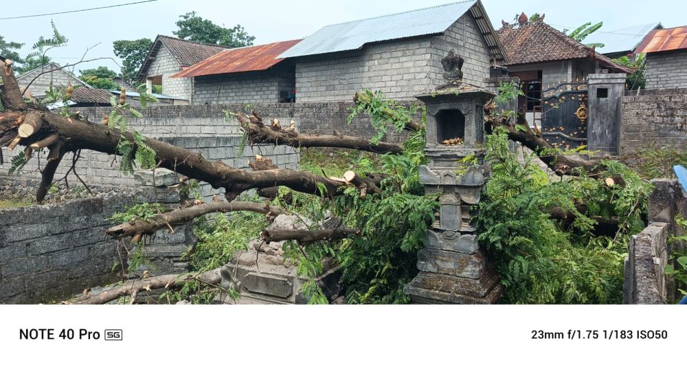 Angin kencang akibatkan pohon tumbang timpa pelinggih di Karangasem.