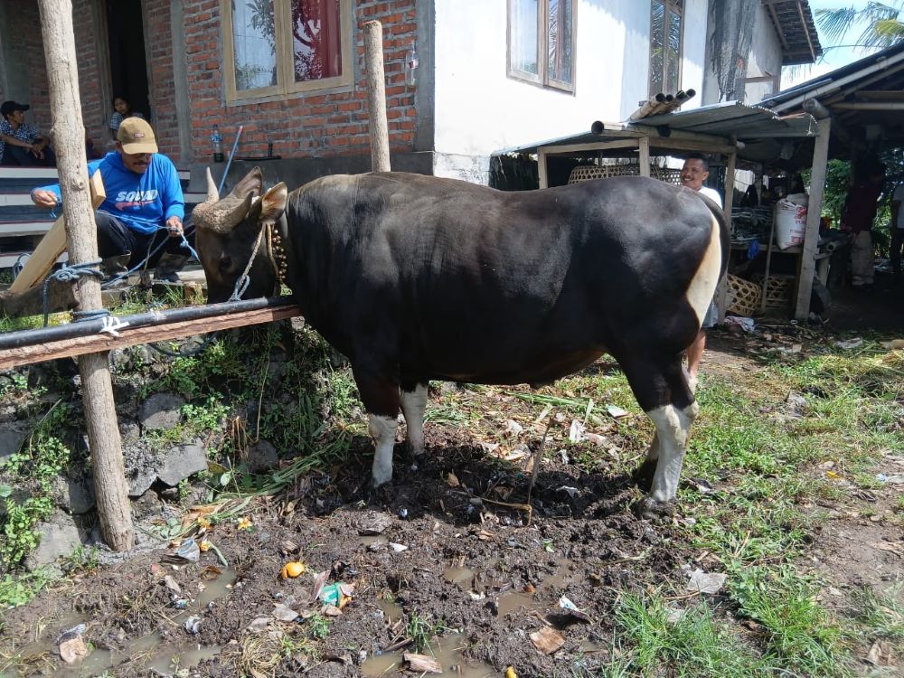 Sapi ukuran jumo milik Sukata warga Buleleng dibeli Presiden Prabowo untuk kurban Idul Adha 2025.