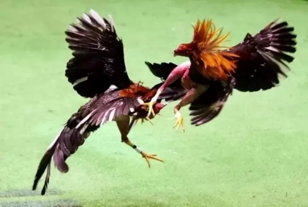 Pertarungan Ayam.