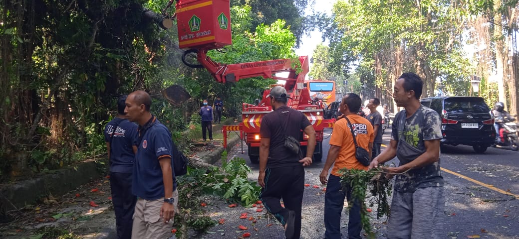 Perugas BPBD Tabanan Tangani Pohon Tumbang di Jalur Utama Denpasar&ndash;Gilimanuk, Kamis (22/8).