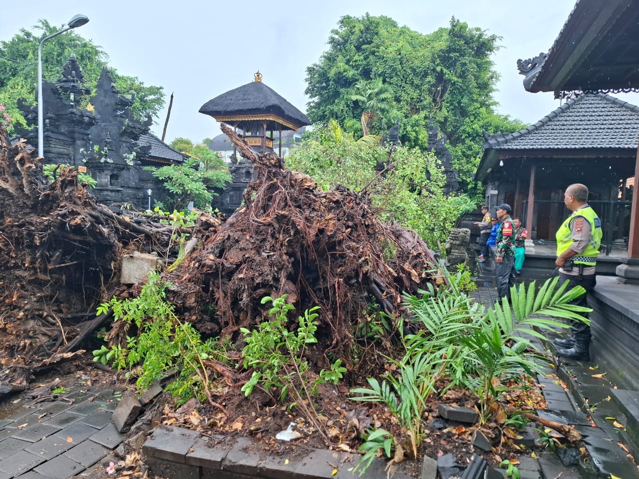 AMBRUK - Pohon beringin di pelataran Pura Dalem Desa Adat Jimbaran yang ambruk, Kamis (18/9).
