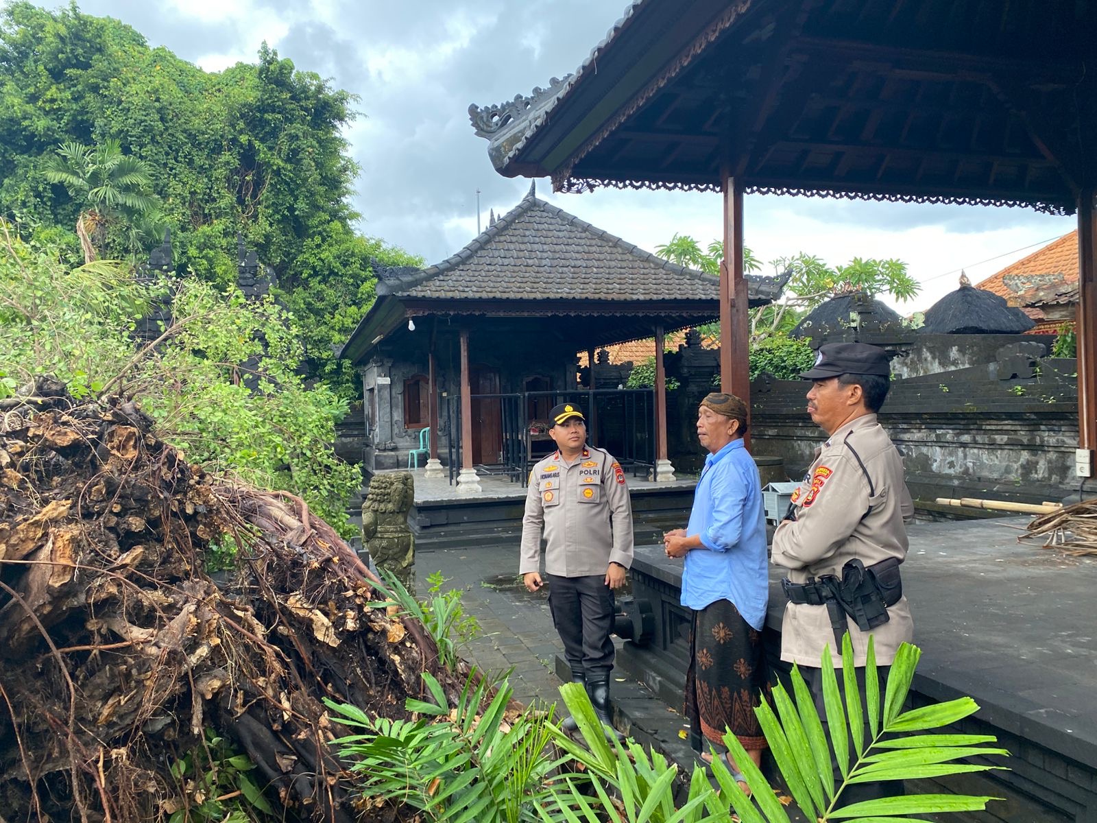 AMBRUK - Pohon beringin di pelataran Pura Dalem Desa Adat Jimbaran yang ambruk, Kamis (18/9).