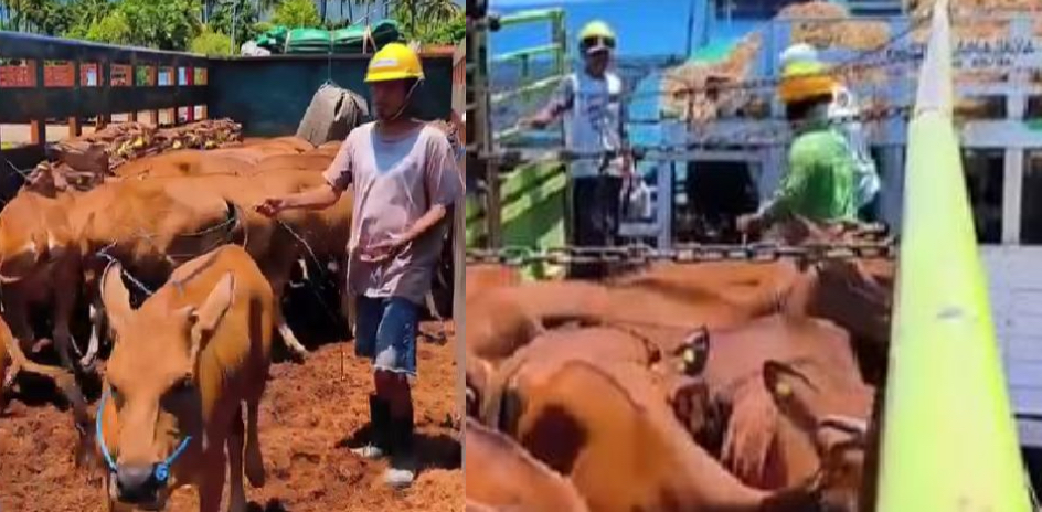 Proses pengiriman sapi dari pelabuhan Celukan Bawang menuju Kalimantan
