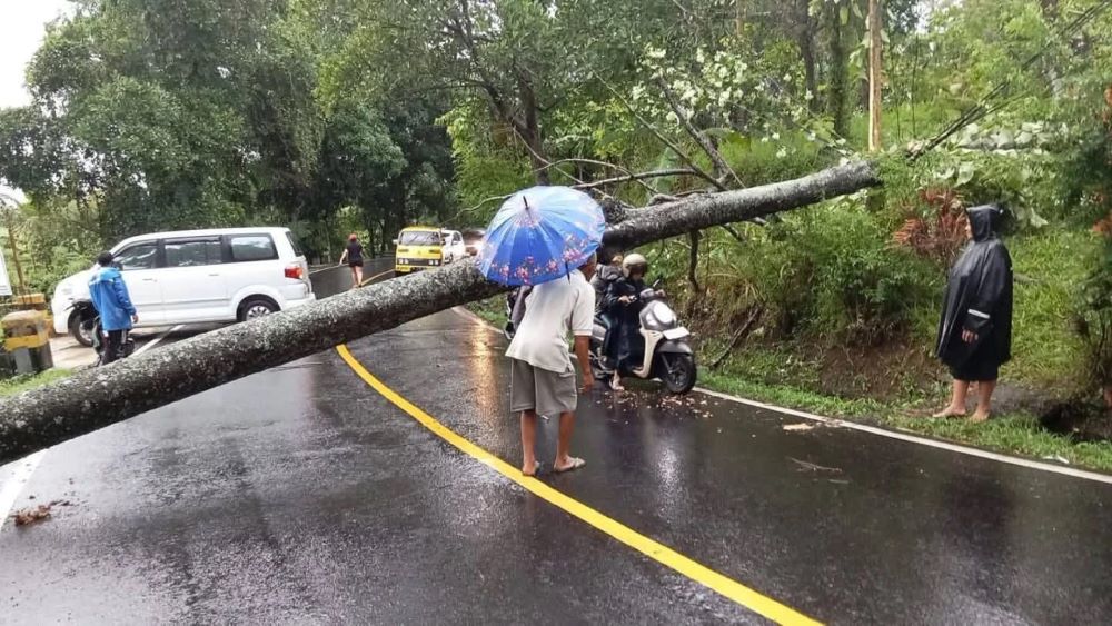 Cuaca ekstrem melanda Bali Utara Buleleng mengakibatkan arus lalu lintas di Jalan Utama Denpasar Singaraja tertutup pohon tumbang.