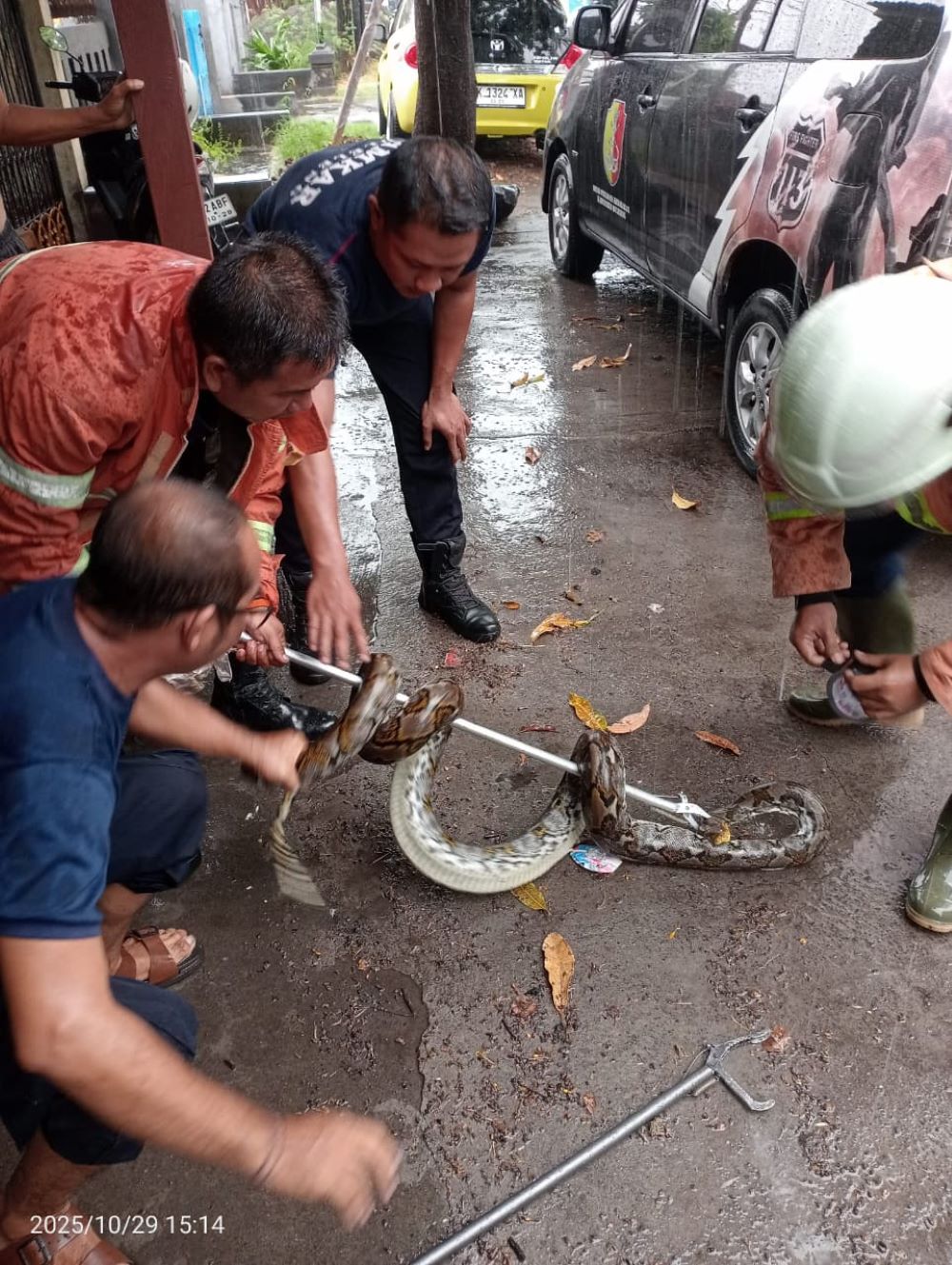 Petugas Disdamkarmat Buleleng menangkap ular yang berada di pemukiman warga.