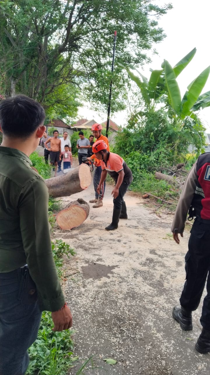 Tim BPBD Buleleng melakukan pemotongan terhadap pohon tumbang di Buleleng.