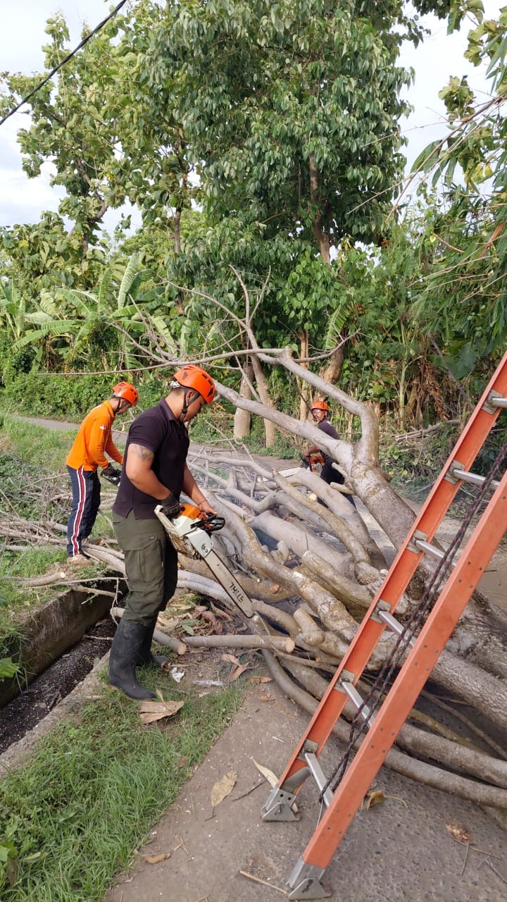 Tim BPBD Buleleng melakukan pemotongan terhadap pohon tumbang di Buleleng.