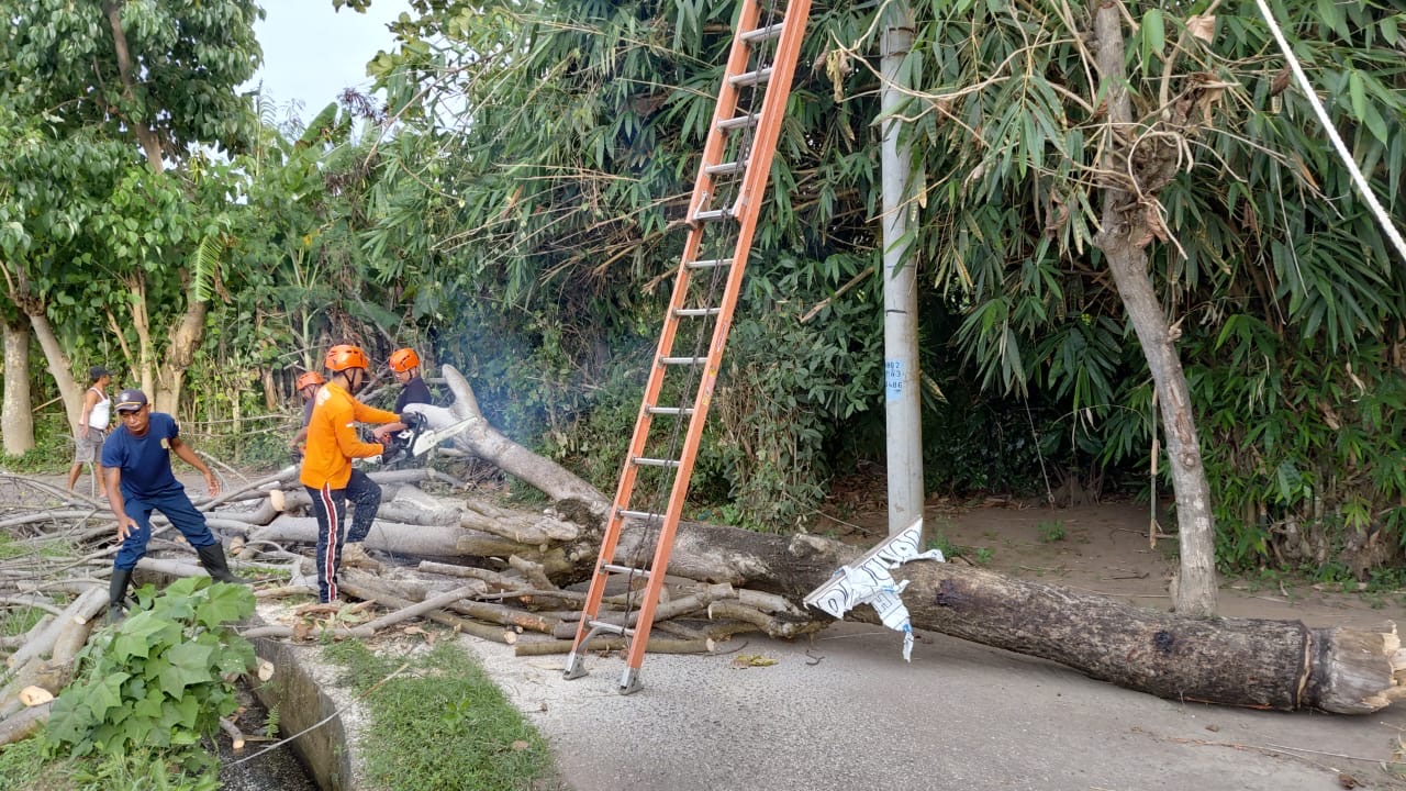 Tim BPBD Buleleng melakukan pemotongan terhadap pohon tumbang di Buleleng.