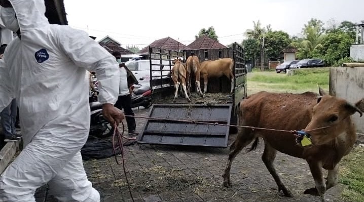 Pemotongan bersyarat terhadap lima ekor sapi di Rumah Potong Hewan (RPH) Jembrana yang terjangkit virus Lumpy Skin Disease (LSD), Rabu (14/1/2026).